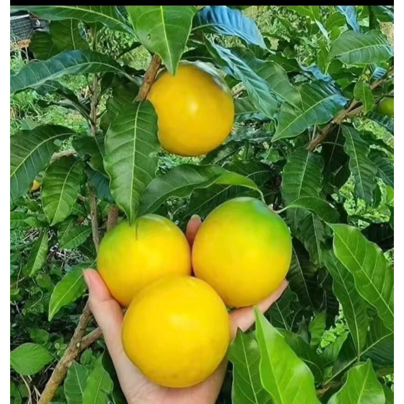ต้นอะบิว พันธุ์ใต้หวัน ผลไม้ทองคำ หวานอร่อยมาก