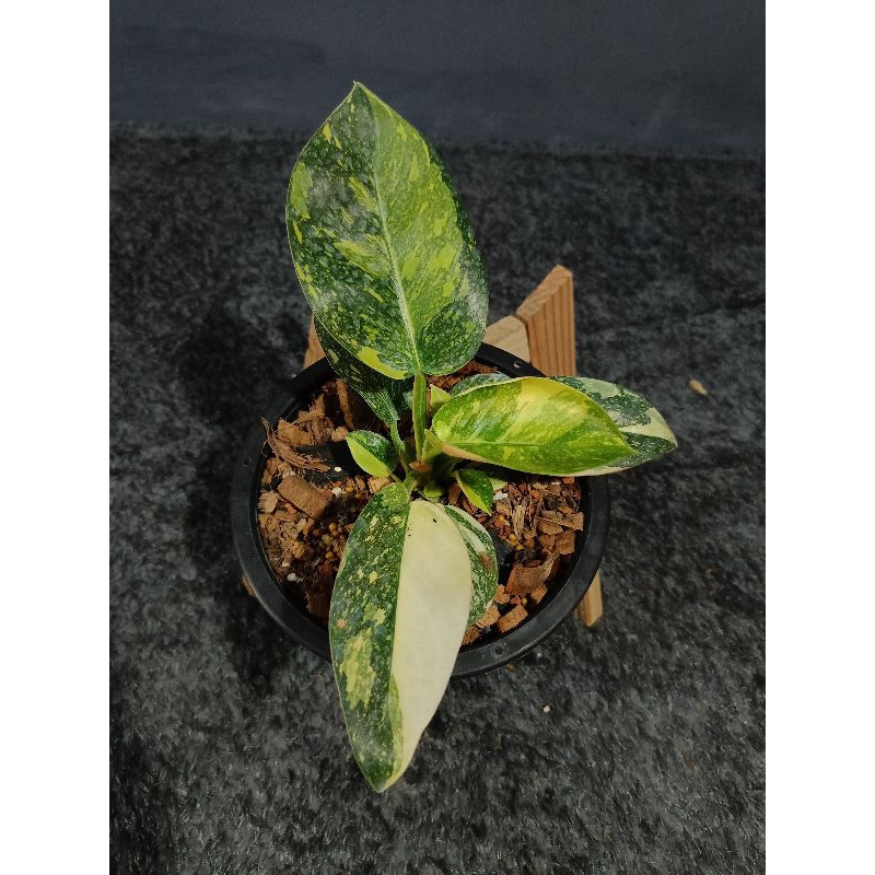 Green Congo hybrid var. กรีน คองโก ไฮบริด