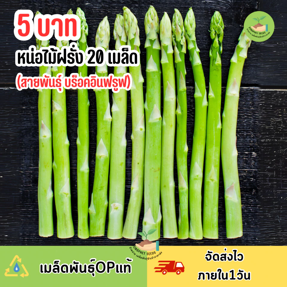 หน่อไม้ฝรั่งพันธุ์ บร็อคอินฟรูฟ บรรจุ 20 เมล็ด ส่งตรงจากสวน