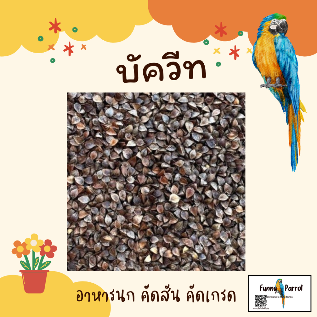อาหารนก บัควีท Buckwheats บัควีต บัคหวีต เกรดนำเข้า *****แบ่งบรรจุ พร้อมส่ง