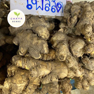 ไพลสด ว่านไพล ไพลเหลือง หัวไพลสด คละหัว