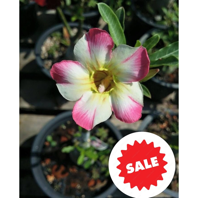 ชวนชมสวยๆราคาถูก!!สีชมพู-ขาวแฟนซี 🌸☘️🆕มาแล้วค่ะ❗️(จัดส่งในถุงดำ)