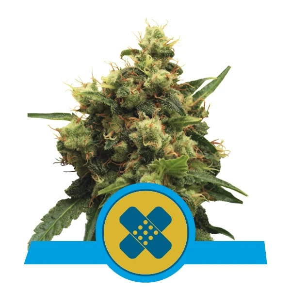 Painkiller XL | Royal Queen Seeds