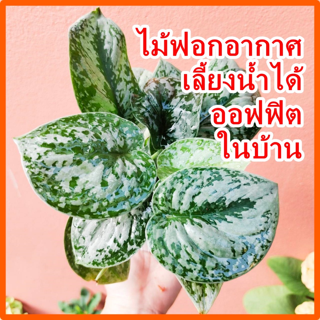 พลูหัวใจแนบ🌲ไม้ใบเลี้ยงในร่มขนาด 4 นิ้ว สามารถเลี้ยงน้ำได้ ไม้ฟอกอากาศ ไม้น้ำ ต้นไม้มงคล
