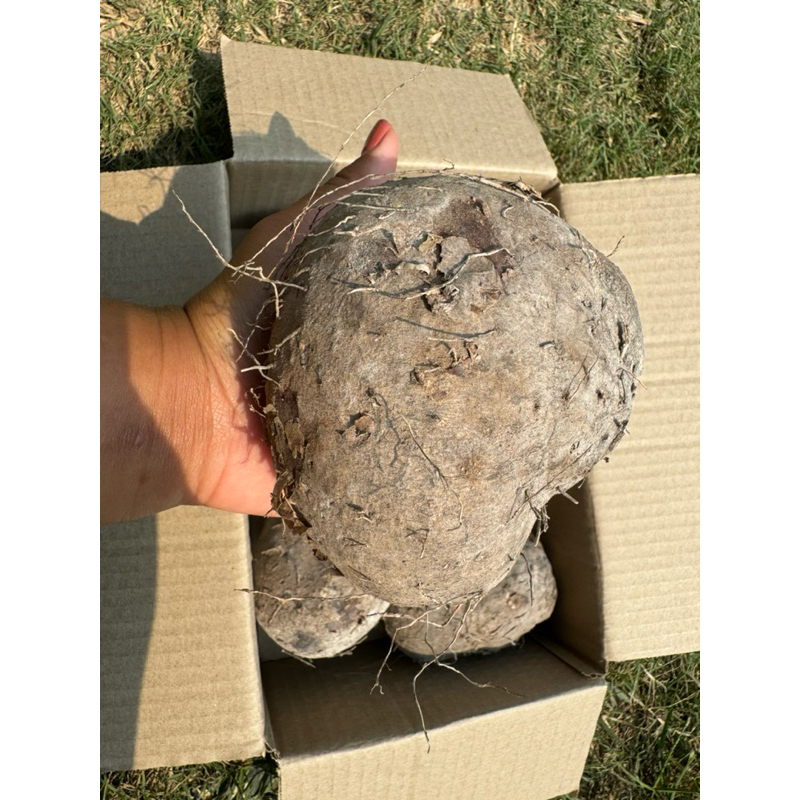 มันพร้าว มันจาว มันหนึบอร่อย1กก - รูปที่ 4