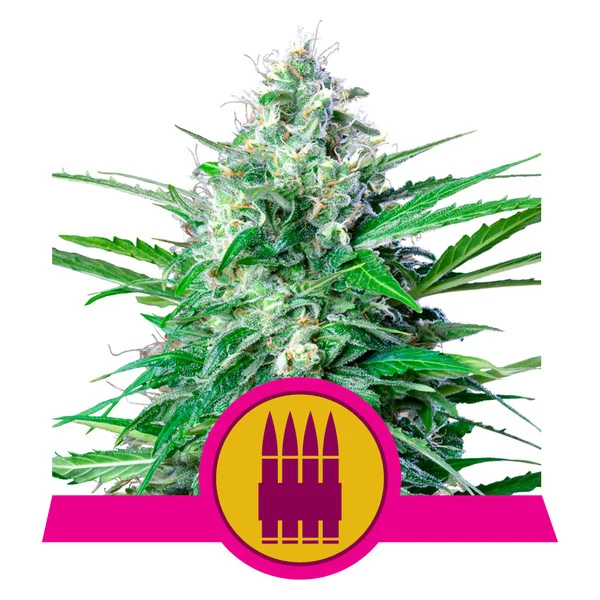 Royal AK | Royal Queen Seeds TH