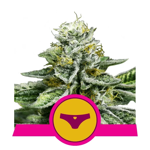 Sherbet Queen | Royal Queen Seeds