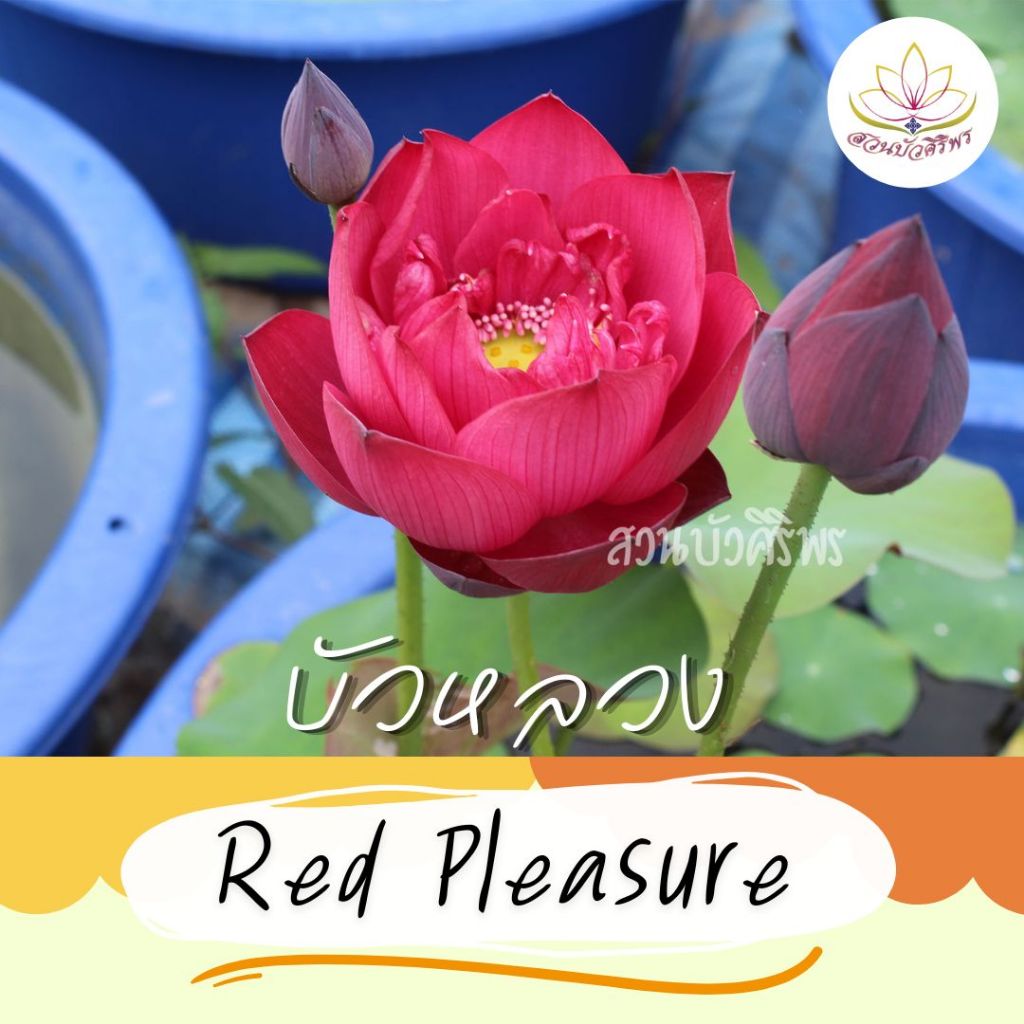 ต้นพันธุ์บัวหลวง Red Pleasure