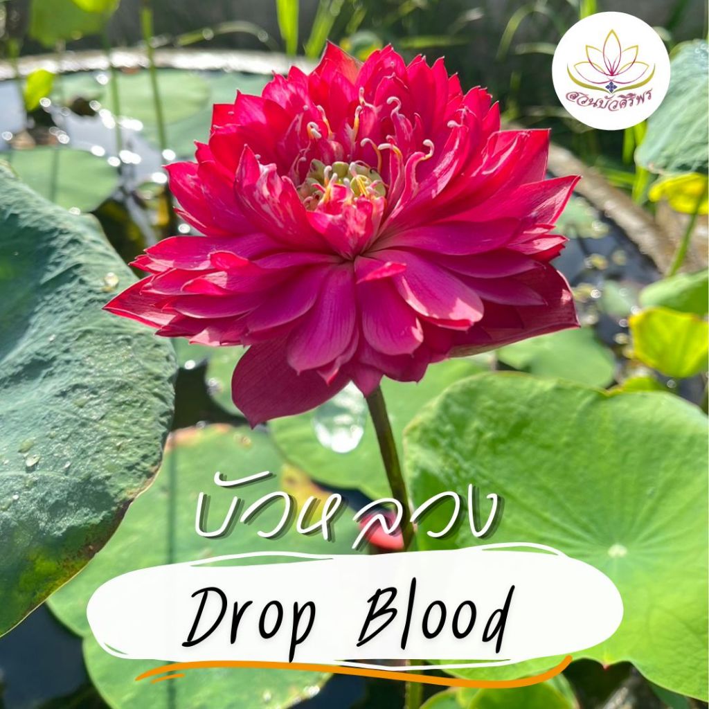 บัวหลวงนำเข้า ดรอปบลัด Drop Blood