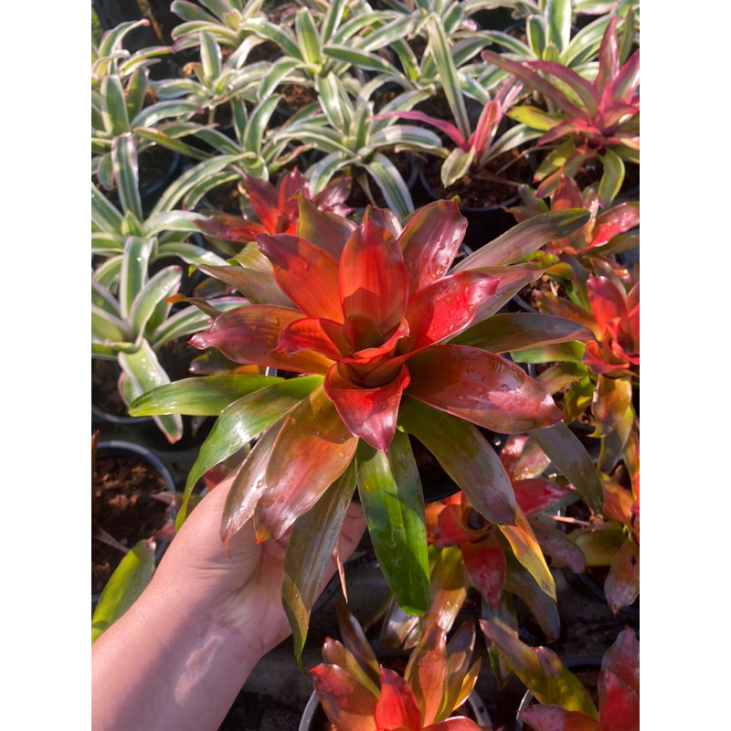 เมดูซ่าไม้มินิ เป็นไม้เวียนชั้น #สับปะรดสี #bromeliad #ต้นไม้สวยงาม #ไม้เกาะตอ #ไม้ประดับ #ไม้จัดสวน