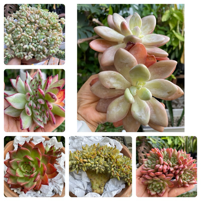 กุหลาบหินไซส์ใหญ่ พร้อมส่ง ได้ต้นตามภาพที่ลง เอชิเวเรีย ไม้อวบน้ำ แคคตัส echeveria กุหลาบหินนำเข้า