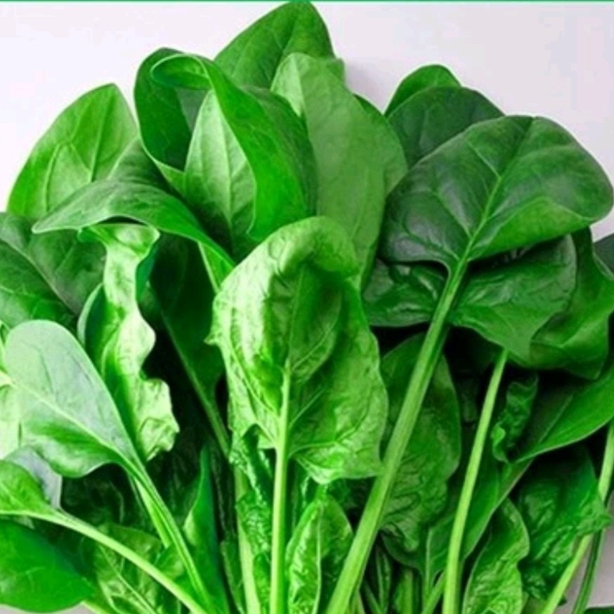 500 เมล็ด ปวยเล้ง (Spinach) เมล็ดปวยเล้ง รูปที่ 6