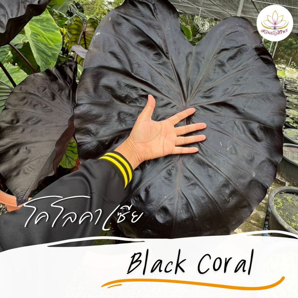 ซื้อ 1 แถม 1 โคโลคาเซีย แบล็คโครอล Colocasia Black Coral