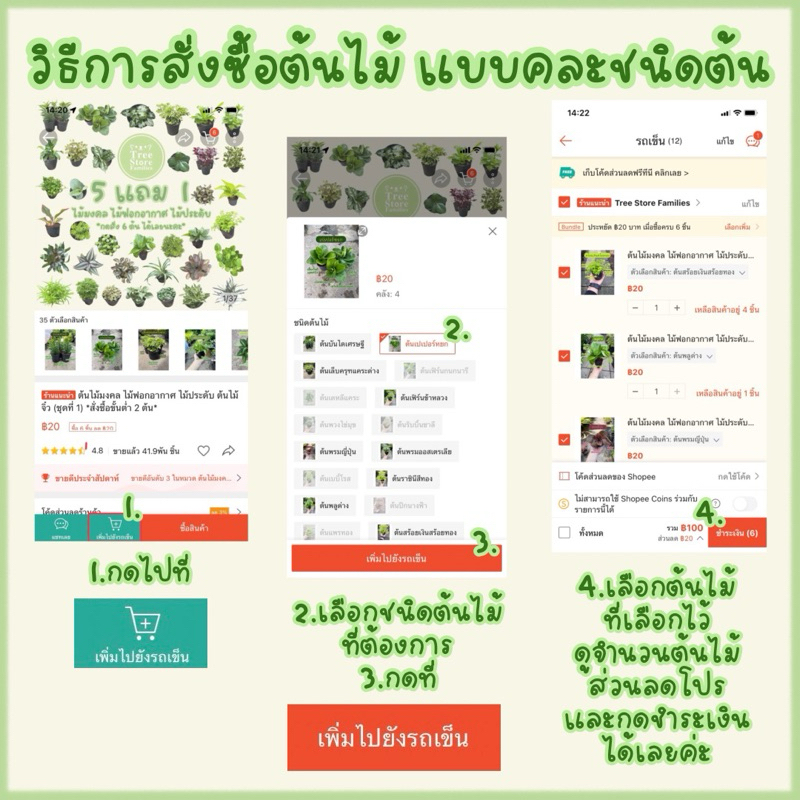 ต้นไม้มงคล ไม้ฟอกอากาศ และประดับ  (ชุดที่ 1 เสริม) ‼️ซื้อ 6 ต้นลด 20 บาท‼️ *สั่งซื้อขั้นต่ำ 2 ต้น* - รูปที่ 2