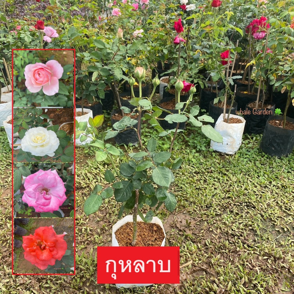 ต้นกุหลาบ กุหลาบ Rose เลือกสีได้ ดอกกุหลาบ พร้อมปลูกต้นติดดอก (รับประกัน ส่งใหม่ฟรี หากสินค้าเเสียหาย!!)