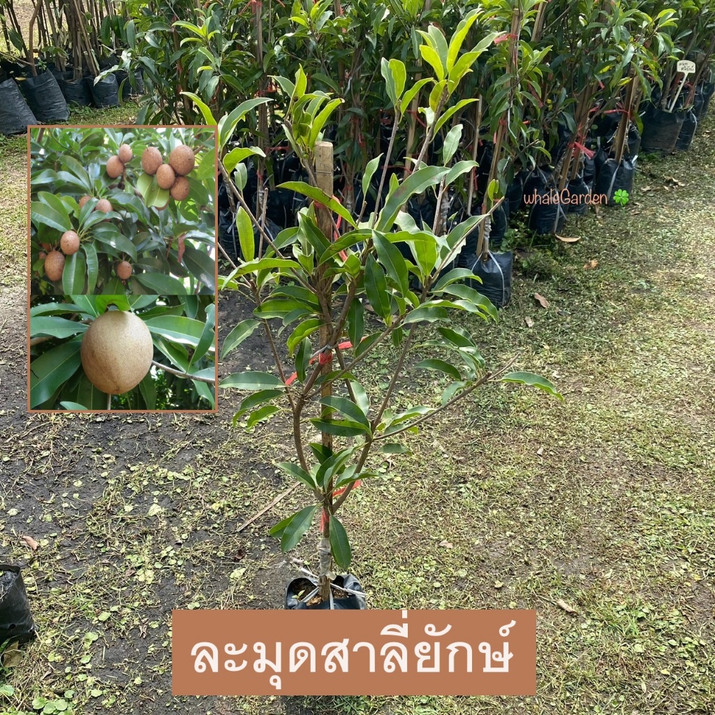 ต้นละมุด พันธุ์ ละมุดสาลี่ยักษ์ ทาบกิ่ง ให้ผลเร็ว 1ปี ละมุด ต้นสูง Sapodilla (รับประกัน ส่งใหม่ฟรี หากสินค้าเเสียหาย!!)