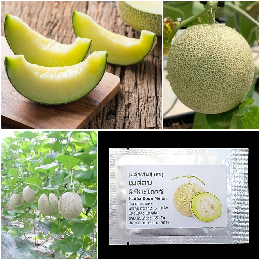 เมล็ดพันธุ์ เมล่อน อิชิบะโควจิ Ichiba Kouji F1 Melon Seed 5 เมล็ด คุณภาพดี ของแท้ 100%