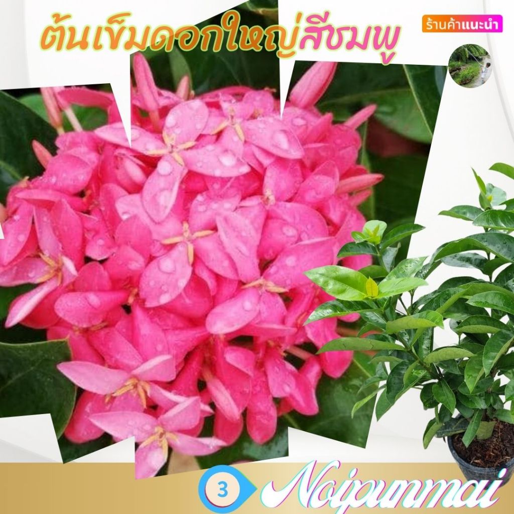 ต้นเข็มดอกใหญ่ ดอกสีชมพู กระถาง 6 นิ้ว(ส่งพร้อมกระถาง)