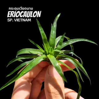 กระดุมเวียดนาม – ERIOCAULON SP. VIETNAM ต้นไม้น้ำ