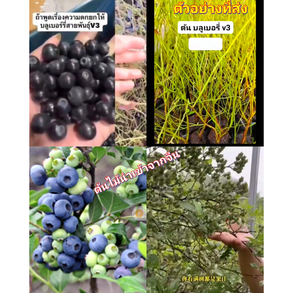 (1ต้น) ต้น ต้นบลูเบอรี่ ต้นบลูเบอร์รี่ บลูเบอรี่ พันธุ์ v3 วีสาม Blueberry บิวตี้หมายเลข 1 / saranrak