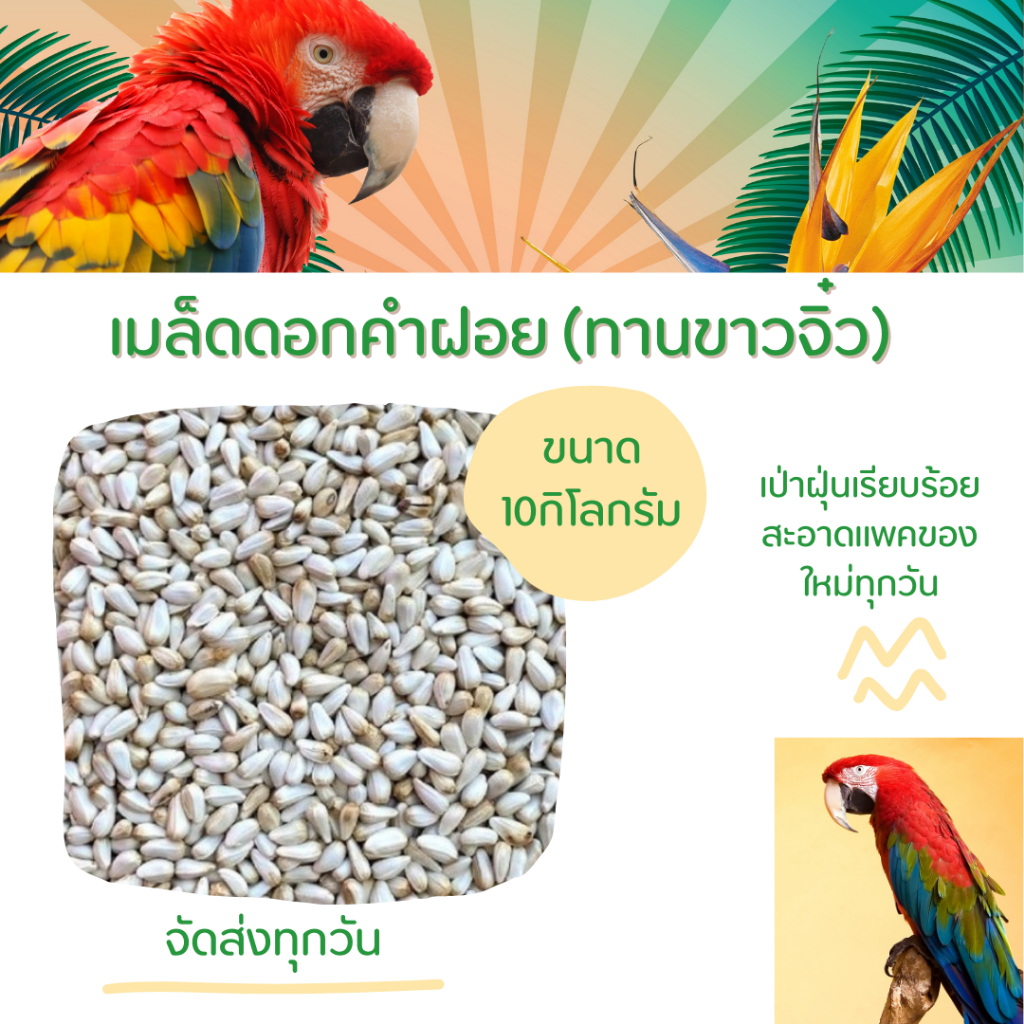 เมล็ดดอกคำฝอย (ทานขาวจิ๋ว)  ขนาด 10กิโลกรัม