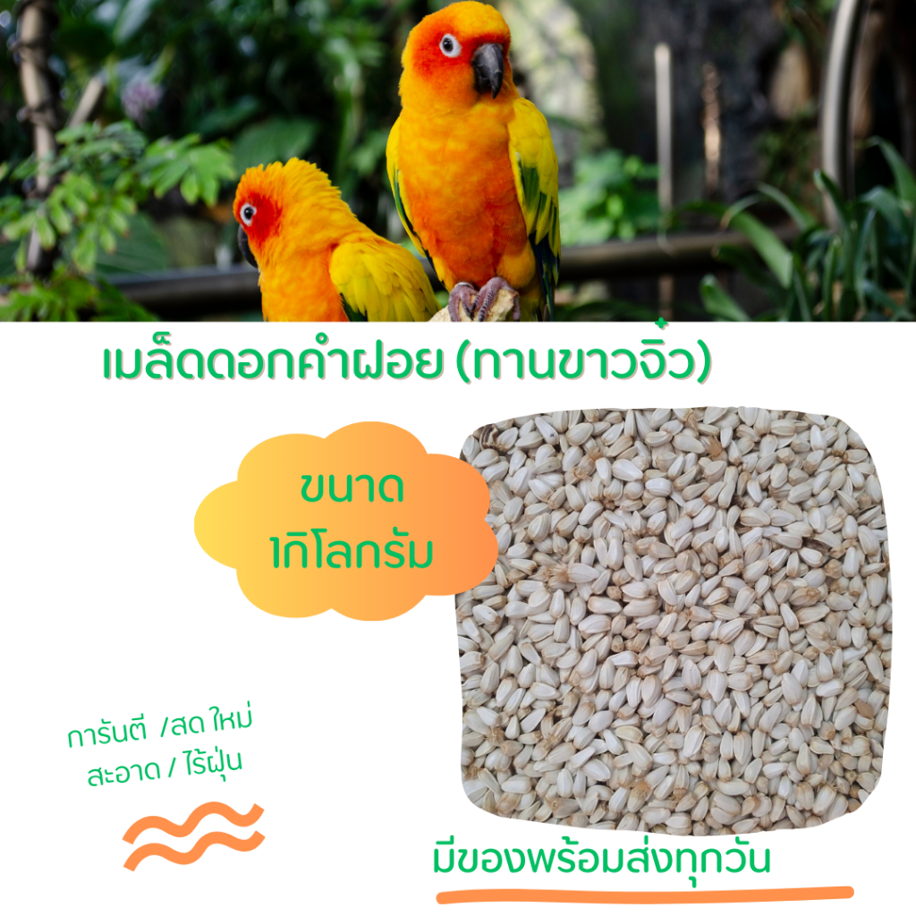 ทานตะวันขาวจิ๋วเนื้อแน่นเปลือกน้อยทานตะวันขาว ดอกคำฝอย เม็ดเล็ก แน่นเปลือกน้อย