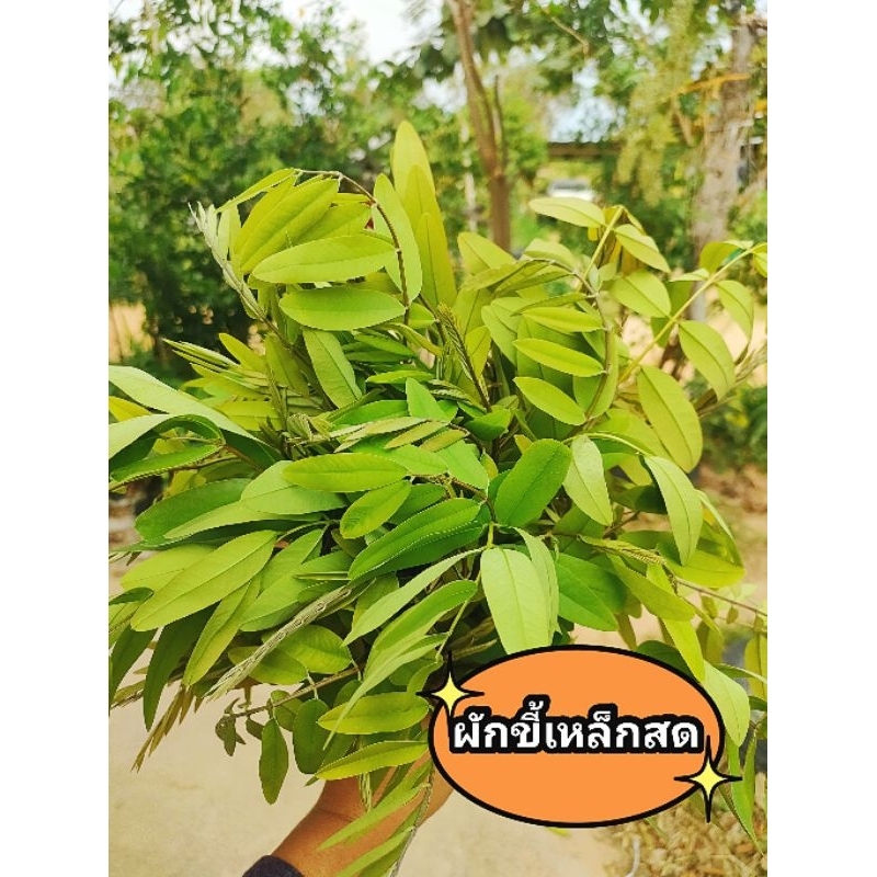 ผักขี้เหล็กสด ปลอดสารเคมี ขนาด 500 กรัม เก็บสดส่งวันทุกวัน รับประกันคุณภาพ สินค้าเสียหายยินดีเคลมฟรี