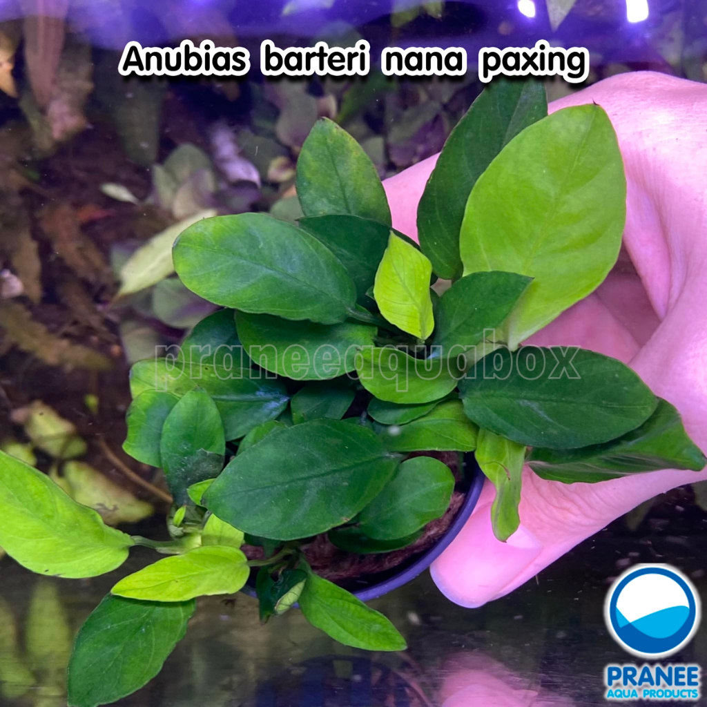 อนูเบียสเกาะหิน Anubias barteri nana paxing ต้นไม้น้ำ พร้อมปลูก