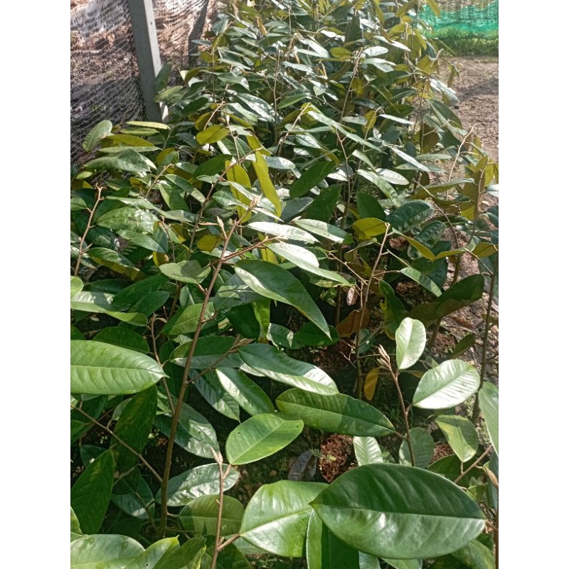 ต้นทุเรียนแดงอินโดถุงใหญ่  สายพันธุ์มาจากอินโดนีเซียปลูกง่ายโตเร็วทนต่อโรค