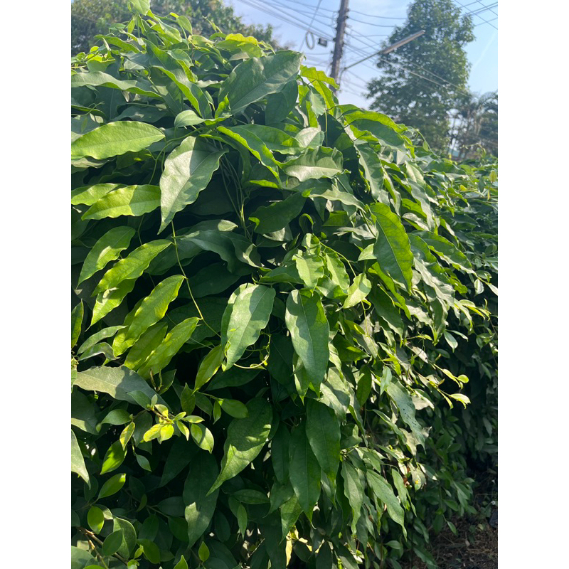 ใบย่านางเก็บสด ออแกนิค 100%* ชุด 50 ใบ+แถมทุกออเดอร์*สมุนไพร ใบย่านาง คั้นน้ำดื่ม ใส่แกงได้