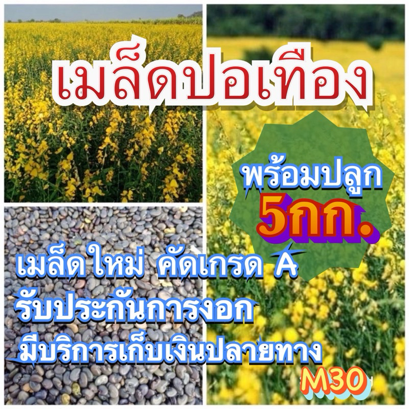 ✅ ปอเทือง เมล็ดปอเทือง 5 กิโลกรัม(คัดเมล็ดเกรดส่งออก)
