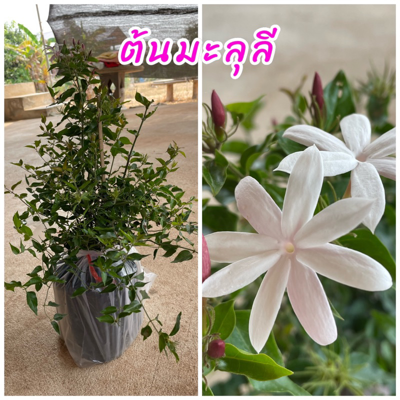 ต้นมะลุลี  หรือ มะลิพวง เป็นไม้กลางแจ้ง มีความต้องการแสงแดดมาก ดอกมีกลิ่มหอมคล้ายดอกมะลิ ราคา ถูกที่สุด ดีลบีเคเค