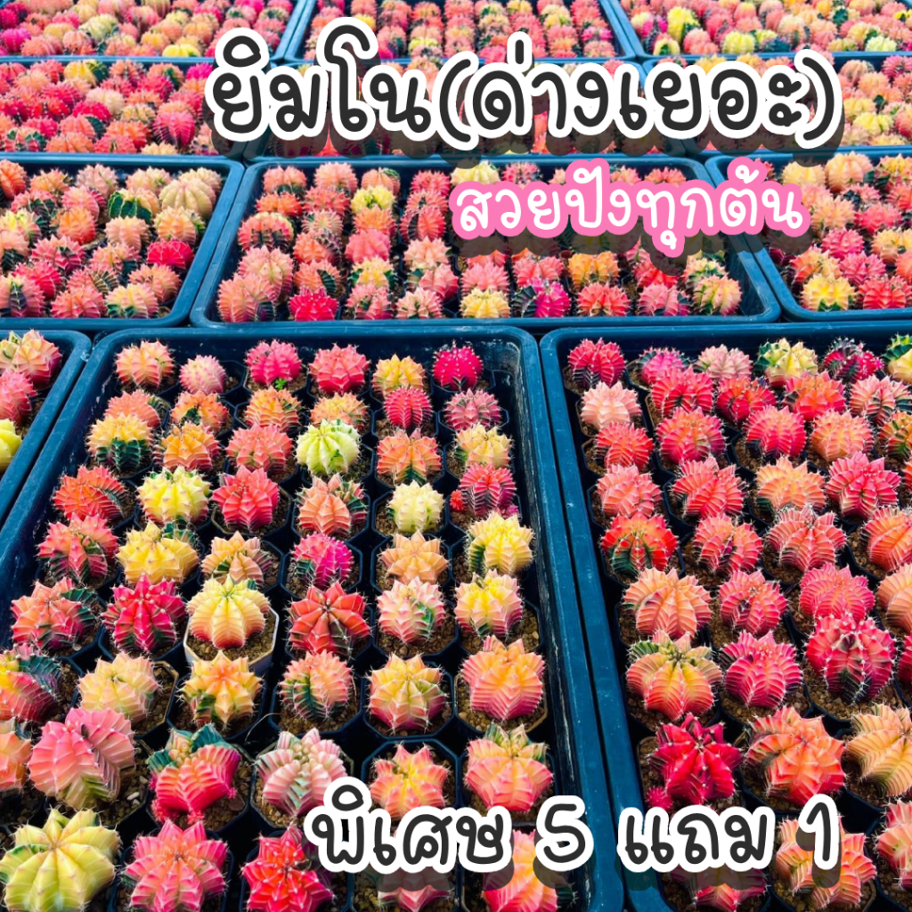 ยินโนด่างเยอะ สวยทุกต้น (คละขนาด 3 cm ขึ้นไป)