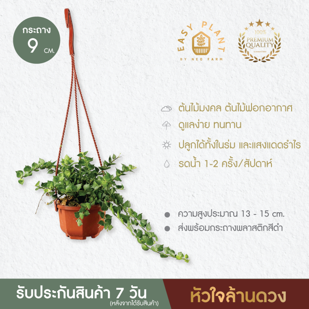 Hoya โฮย่าใบหัวใจ🪴โฮย่าหัวใจด่าง🪴หัวใจล้านดวง🪴หัวใจด่างชมพู🪴ต้นไม้น่ารัก🪴ต้นไม้ฟอกอากาศ🪴ไม้มงคล🪴ไม้อึดทน  - easyplant - รูปที่ 5