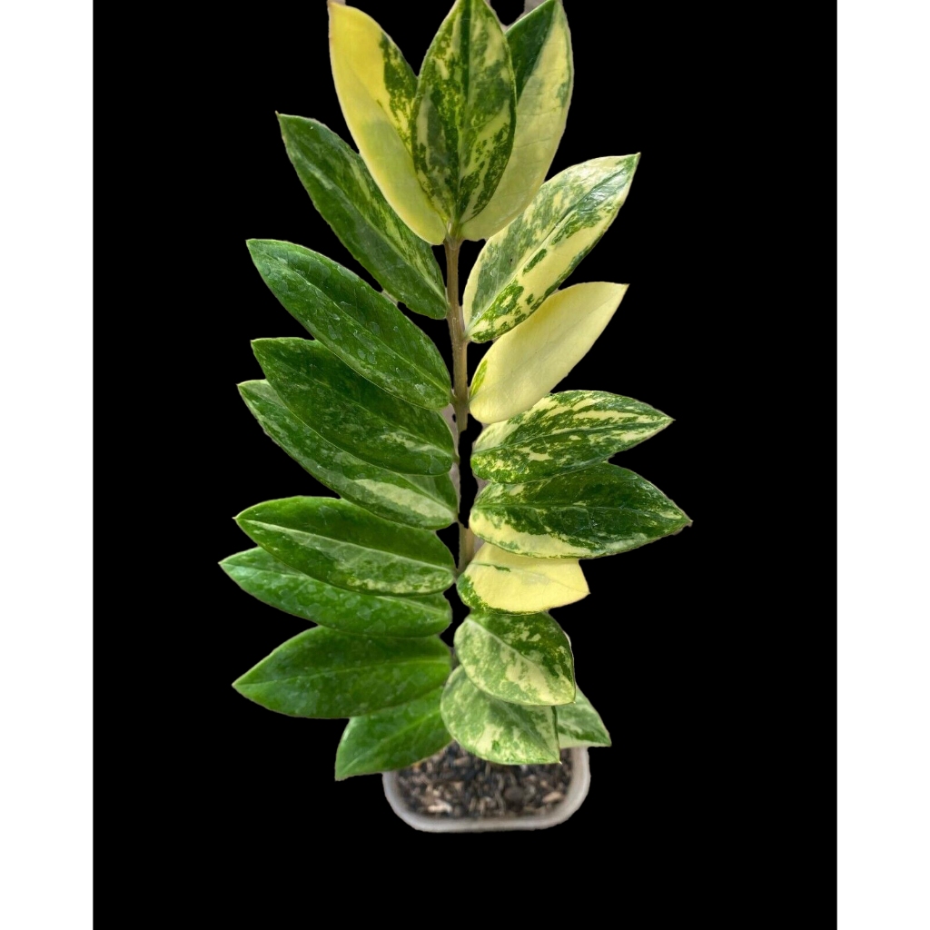 กวักมรกตด่างไม้ฟอกอากาศ ‘Zamioculcas zamifolia’  เป็นต้นไม้มงคลปลูกในที่ร่ม เป็นไม้ประดับ มีใบสีเขียวมันเงา