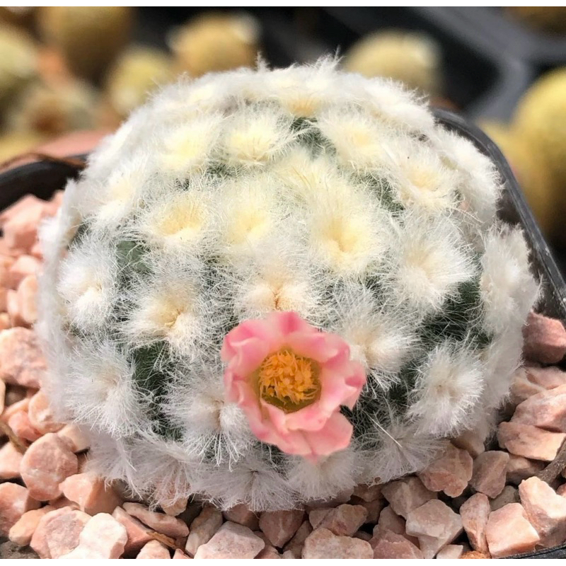 ตู้หูววว🐰ต้าวจมูกกระต่าย🐰 ดอกชมพูเข้มๆเยย 🎉🎉🎉 💖💖 💗💗☁️☁️Mammillaria Plumosa ☁️☁️แมมขนนกขาวมอนส์ ขนโคลนนี้พิเศษมาก