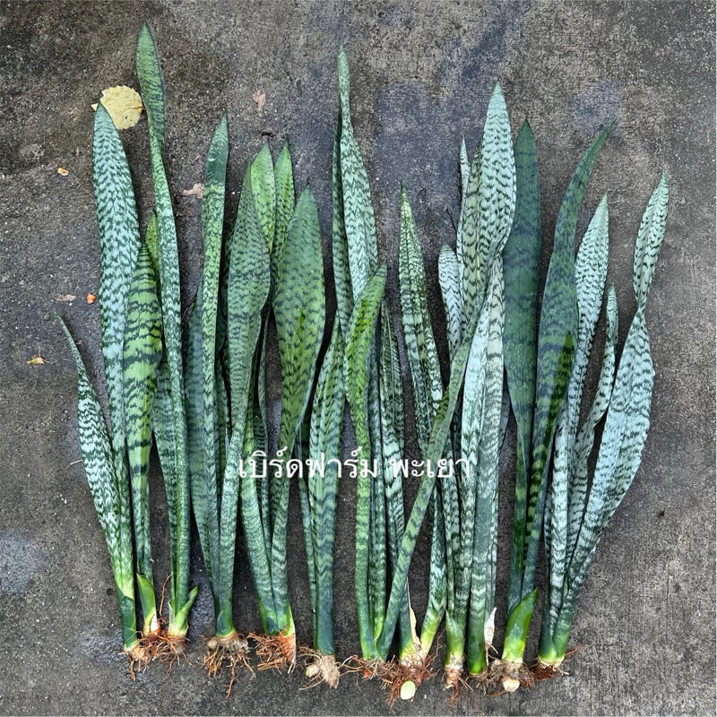 ต้นลิ้นมังกรเขียว ขนาดต้น50-80cm (รบกวนสั่งขั้นต่ำ3ต้นค่ะ) 10 แถม1