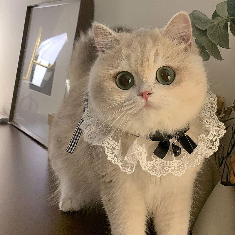 PEKO PET&CAT ปลอกคอสัตว์เลี้ยง ลายลูกไม้ติดโบว์ โบว์ดำ และโบว์แดง สำหรับแมว สุนัข กระต่าย