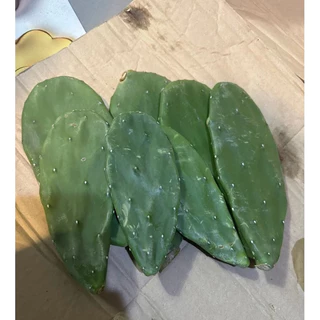 กระบองเพชรใบเสมา โอพันเทีย กระบองเพชรหูกระต่าย-หูมิกกี้เมาส์" (Opuntia microdasys)