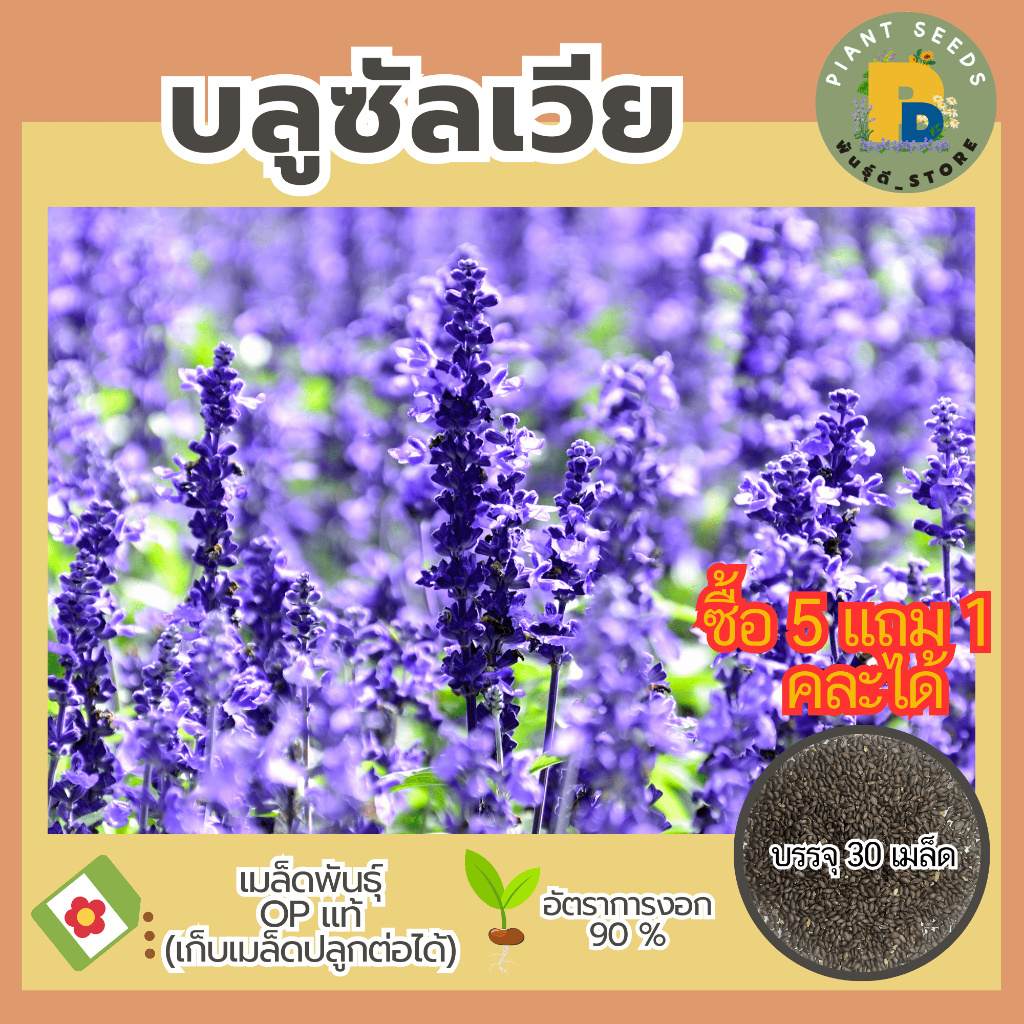 เมล็ดพันธุ์บลูซัลเวีย 30 เมล็ด  เมล็ดพันธุ์ OPแท้ คุณภาพดี ปลูกง่าย โตไว ไม่กลายพันธุ์ (ซื้อทุก 5ซอง แถม 1ซอง)