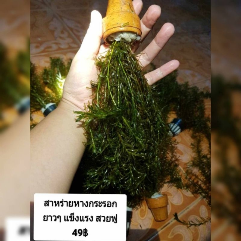 สาหร่ายหางกระรอก(ยาว)สำหรับประดับตู้ปลาอ่างปลาสวยงาม