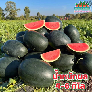 เมล็ดพันธุ์แตงโมลูกผสม แตงโม แบล็คแจ็ค สินค้าใหม่ ลอตใหม่