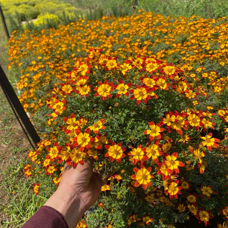 NEW * ไบเด้น Bidens ferulifolia(ส่งติดดอก) เลี้ยงง่าย ไม้แดดกระถาง8นิ้ว 🌼 ดอกไม้ทานได้