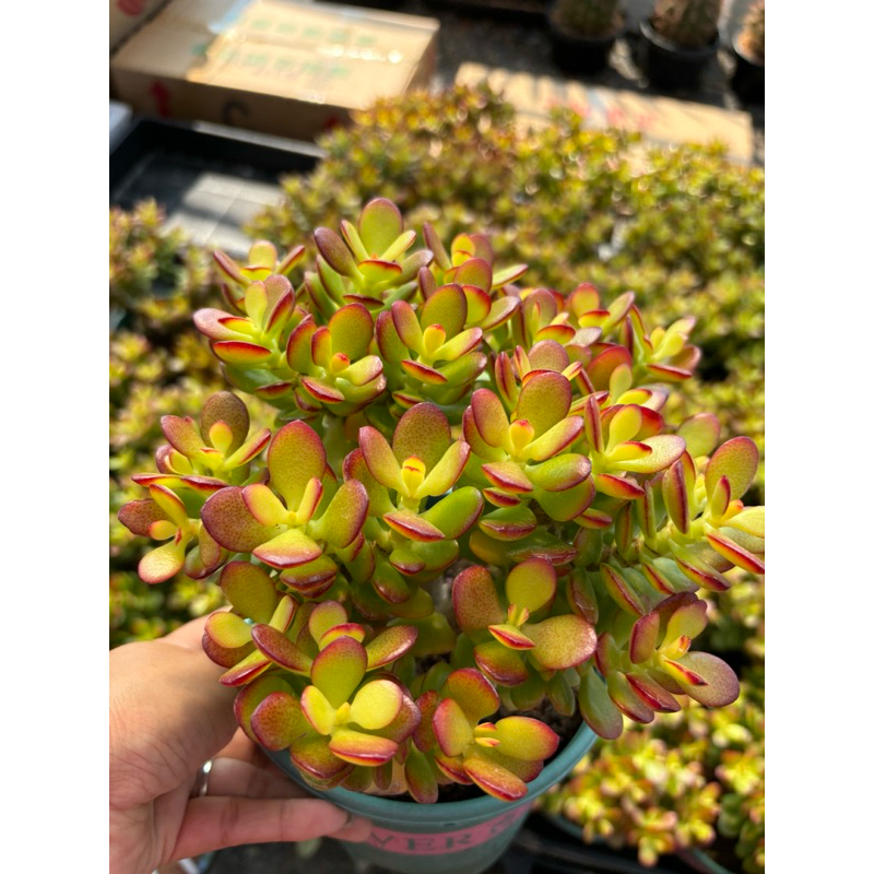 ต้นคลาสซูล่า แดว ( Crassula Ovata หรือ Jade Plant) หรือที่เรียกกันว่าต้นไม้สวรรค์หรือต้นใบเงินส่งเสริมในเรื่องของการเงิน
