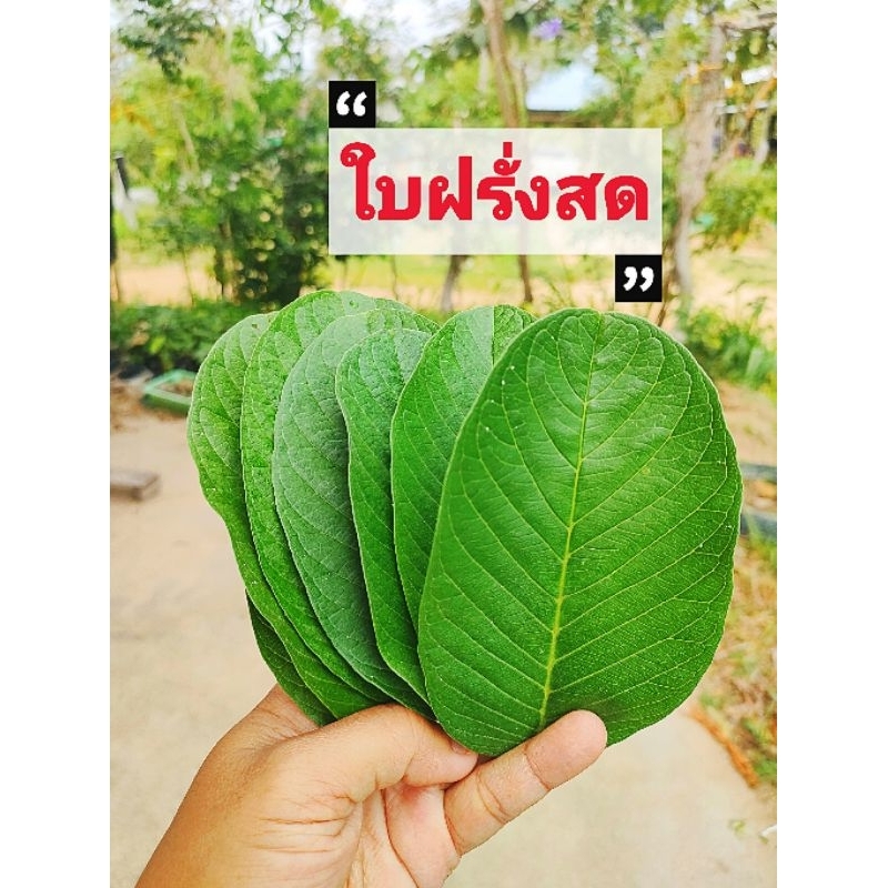ใบฝรั่งสดปลอดสารเคมี ชุด 600 กรัม เก็บสดวันต่อวัน สินค้าเสียหายยินดีเคลมฟรี