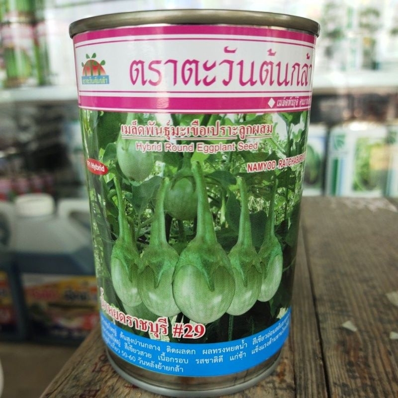 เมล็ดมะเขือเปราะน้ำหยดราชบุรี#29ผลสวย ขั้วใหญ่ มะเขือเปราะ