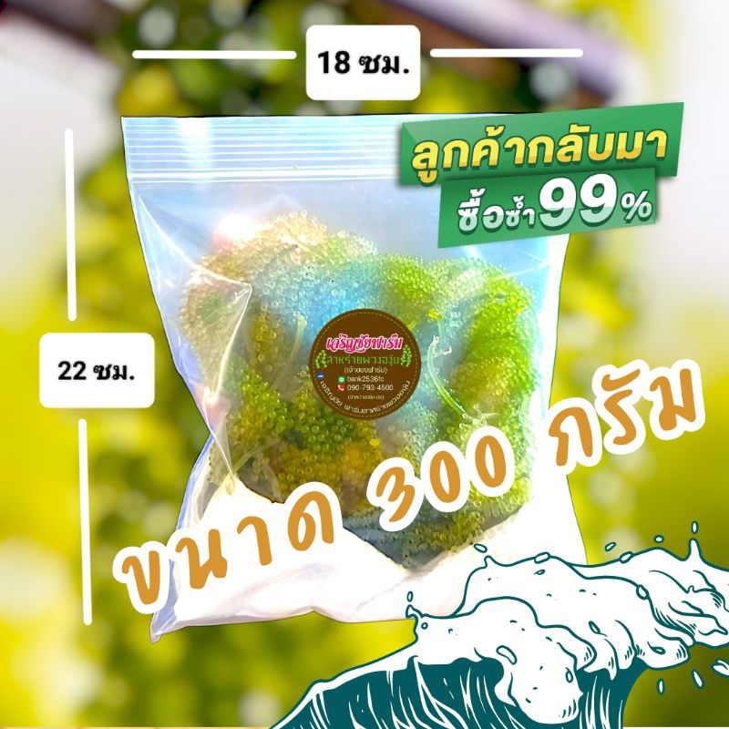 ‼️สั่งเลย‼️สาหร่ายพวงองุ่น 300กรัม เจริญชัยฟาร์ม✅ สาหร่าย_สินค้าotop_ขนม_อาหารทะเล