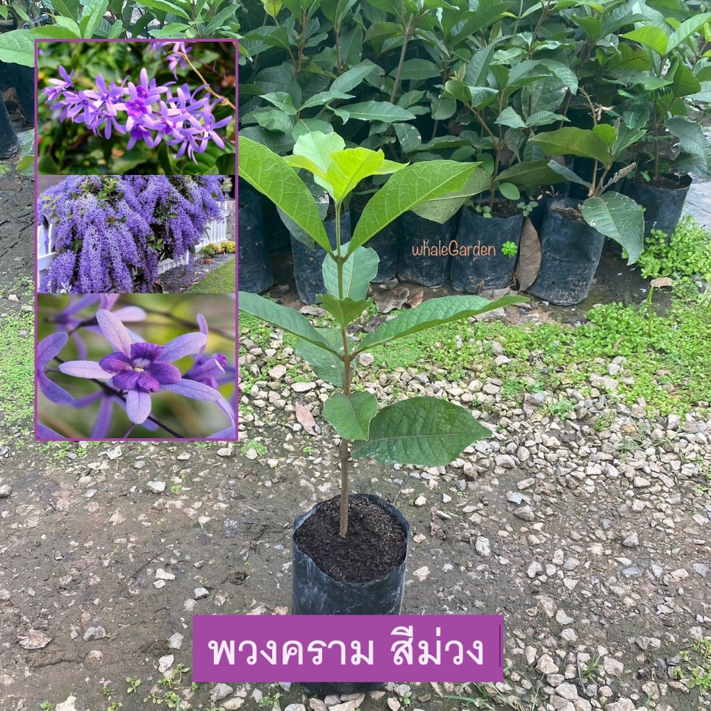 ต้นพวงคราม พวงคราม สีม่วง กิ่งชำ ให้ดอกเร็ว (Sandpaper Vine) พวงครามออสเตรเลีย (รับประกัน ส่งใหม่ฟรี หากสินค้าเเสียหาย!)