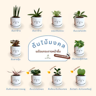 ต้นไม้มงคล พร้อมกระถางลายหน้ายิ้ม🪴🥰✨ ตั้งโต๊ะทำงานฟอกอากาศ
