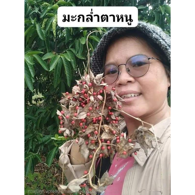 มะกล่ำตาหนู ขายเมล็ด1ขีด100บาท(สำหรับทำยาหรือทำงานประดิษฐ์ รูปที่ 3